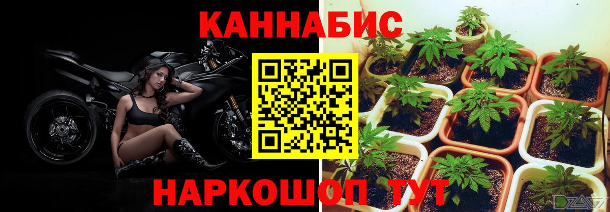 Конопля индика Евпатория